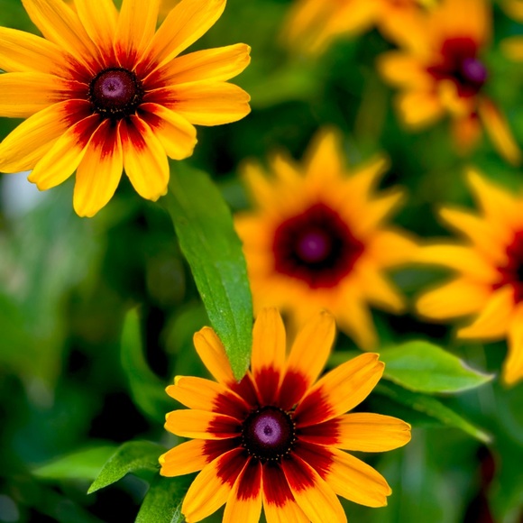 Thank you for shopping - Picture 1 of 5